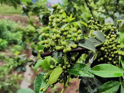 花椒采摘活動(dòng)