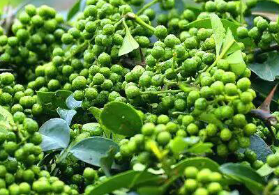 花椒能防血栓、通血管