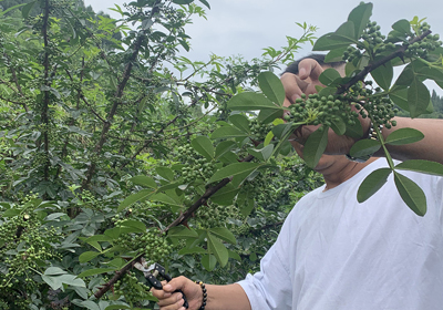 朱德故里，山水儀隴，椒香四溢