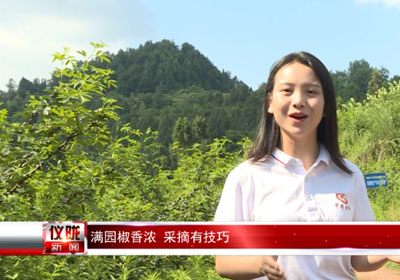 四川鄉(xiāng)村專欄報(bào)道：記者體驗(yàn)，怎樣采摘青花椒