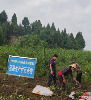 花椒采摘正當時 歡聲笑語迎豐收