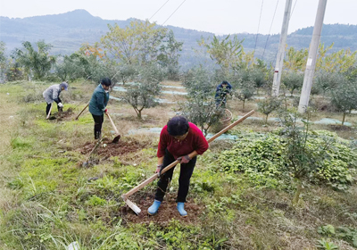 花椒種植園，冬季管理不松懈