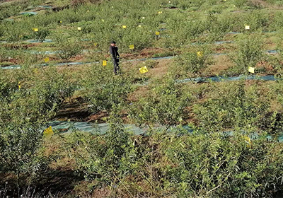 春暖花開無閑時，生態(tài)防蟲保生產(chǎn)