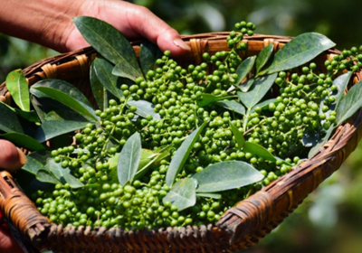 【中醫(yī)的小妙方】花椒鹽熱敷，緩解滑膜炎