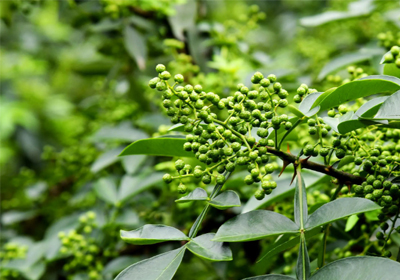 小小花椒引領(lǐng)川渝美食的獨特風(fēng)味